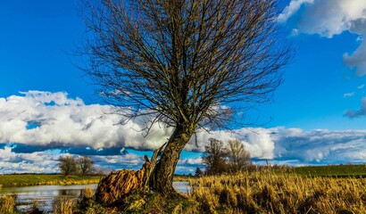 Tree on the Lake