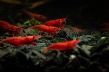 Red neocaridina shrimp fire pet aquarium freshwater nature macro