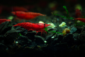 Red neocaridina shrimp fire pet aquarium freshwater nature macro