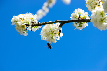 bee on a blossomed tree