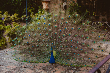 peacock in the park savage animal