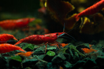 Red neocaridina shrimp fire pet aquarium freshwater nature macro