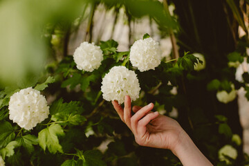 hand picking flower feel nature