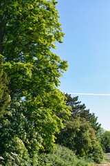 A fresh green forest and airplane clouds in the distance
