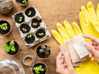 Basil seedlings in biodegradable pots on wooden table. Woman in protective yellow rubber gloves...