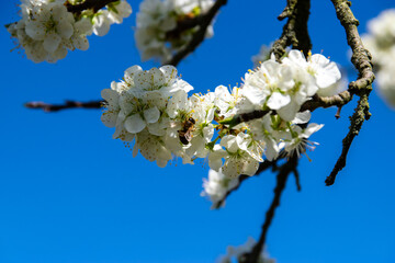 bee on a blossomed tree