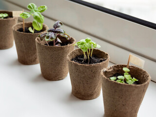 Basil seedlings in biodegradable pots on window sill. Green plants in peat pots. Baby plants sowing in small pots. Trays for agricultural seedlings. Gardening at home. Peaceful hobby.