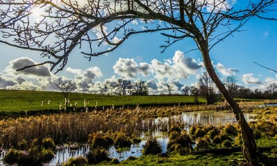 Tree on the Lake