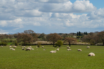 Fototapeta na wymiar Sheep and lamb in the field