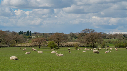 Fototapeta na wymiar Sheep and lamb in the field