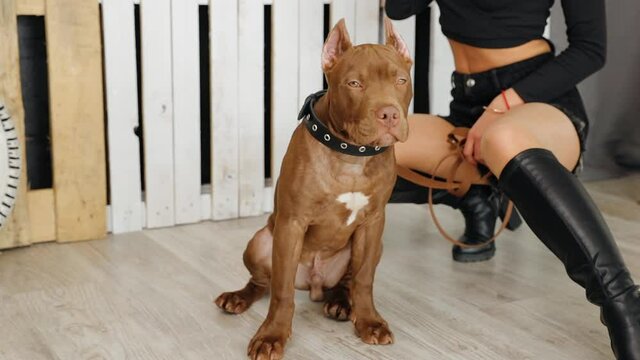 Brunette woman sitting with american pit bull terrier in studio