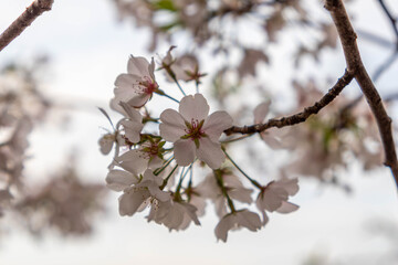 Cherry Blossoms Close Up View