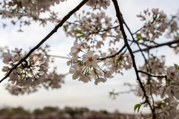 Fototapeta premium Cherry Blossoms Close Up View