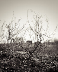 Dead Prickly Twigs Brush with Scary House Silhouette 