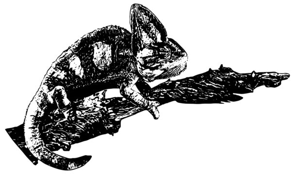 Veiled Chameleon on branch illustration in black on white background 