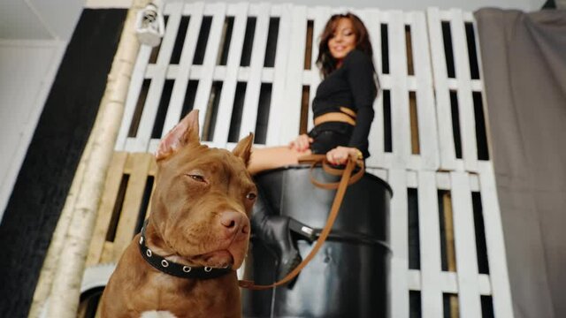 Young woman sitting on barrel with her american pit bull terrier in foreground