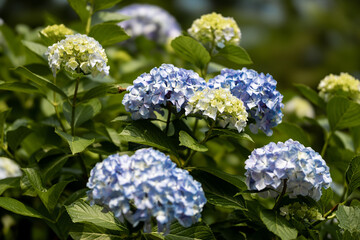 飛鳥山公園のアジサイ
