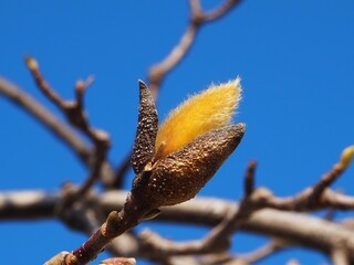 毛に覆われた蕾