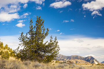 Pine Tree Stands in Wyoming Meadow