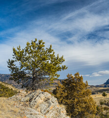 Obraz premium Stone Pine Tree On Mountainside
