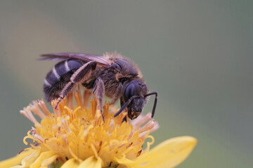 Female banded sweat bull-headed furrow bee (Lasioglossum zonulum) on a yellow flower