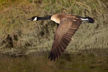 Close view of a Canada goose flying and quacking, seen in the wild near the San Francisco Bay