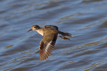 Close view of a Spotted Sandpiper flying  in the wild, seen in a North California marsh
