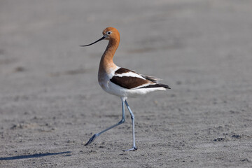 Extreme close-up of an American avocet walking, seen in the wild in a North California marsh 
