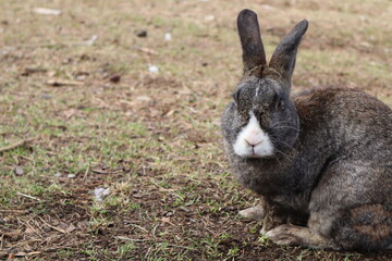 bunny rabbit