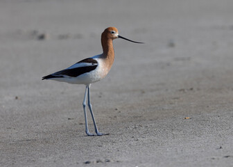 Extreme close-up of an American avocet, seen in the wild in a North California marsh 