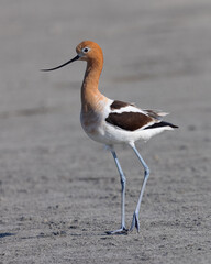 Extreme close-up of an American avocet walking, seen in the wild in a North California marsh 