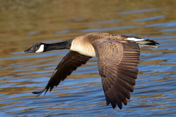 Close view of a Canada goose flying, seen in the wild near the San Francisco Bay
