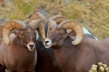Naklejka premium Bighorn Rams Three rams together