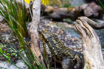 A toad hidden in the vegetation, close up