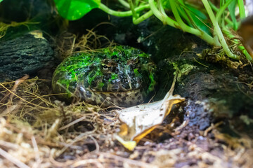 A toad hidden in the vegetation, close up