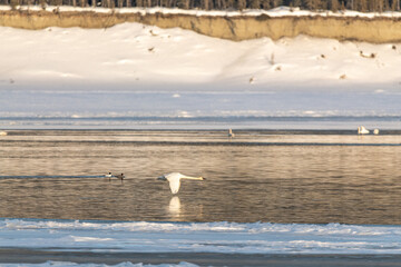 Annual migration of swans in northern Canada with one swan flying right above the water level in...