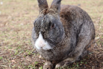 rabbit in the garden