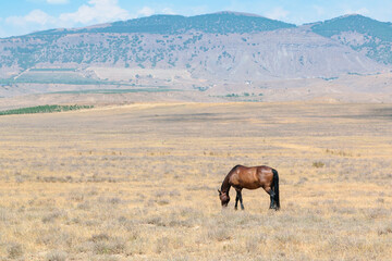 A horse graze against the backdrop of mountains in a blue haze