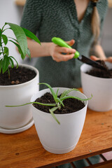 Girl transplanting plants at home in white pots