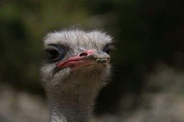 portrait of ostrich in the field