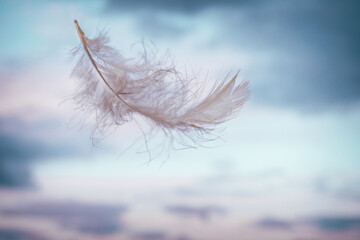 White light feather flying on background of pink-blue sky with clouds