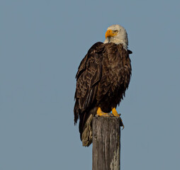 Isolated Bald Eagle perched majestically on pole.