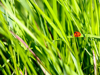 Concept. Ladybug crawling on a stalk of grass from right to left. The absence of obstacles on the...