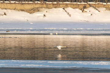 Annual migration of swans in northern Canada with one swan flying right above the water level in fast, gliding motion. Taken in April, spring time in Tagish, Yukon Territory. 