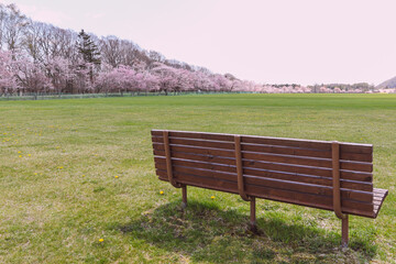 桜，桜並木