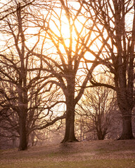 Golden Mother Nature tree silhouette with large branches