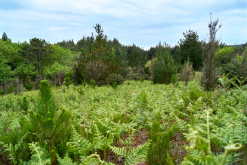 trees and vegetation growing on green natural untouched area of forest