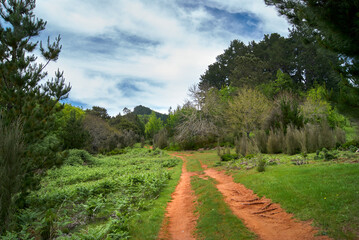 off road dirt trail in the mountain forest