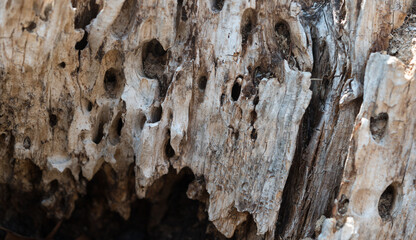 wood texture, featuring worm holes