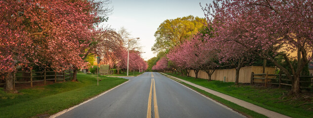 Cherry Trees Line Suburban Street